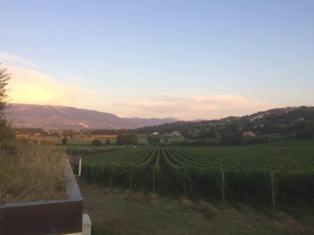 The Umbrian wine region most famous grape: the Sagrantino