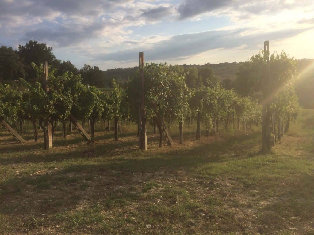 Grape vines in Umbria
