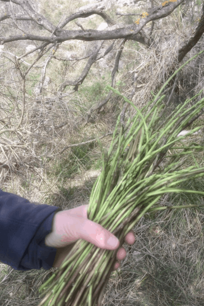 Amazing Wild Asparagus, the Best of April in Umbria
